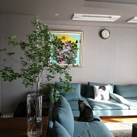 ドウダンツツジ