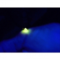 食物アレルギーでも安心のブッフェ