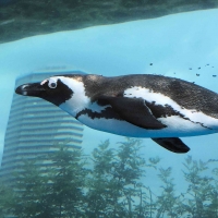 空飛ぶペンギン♪×日焼け止め？