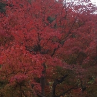 お勉強しながら蹴上(けあげ)散歩