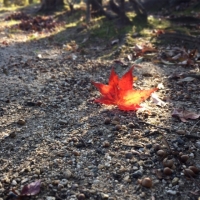 秋の色、いろいろ