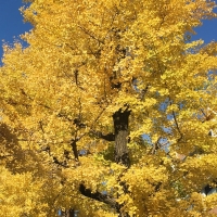 景観に優しい京都