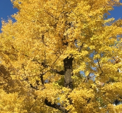 景観に優しい京都