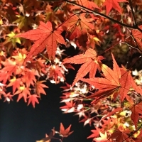 夜の紅葉、朝の紅葉 at 御船山楽園