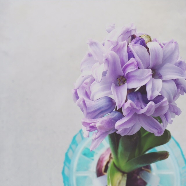 ヒヤシンス姫 Story ストーリィ オフィシャルサイト ヒヤシンス姫 Story ストーリィ オフィシャルサイト