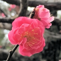 金沢から花便り 梅と桜がもしかしたら・・ 春の兼六園