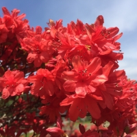 深紅の美 のとキリシマツツジ 春の能登へ