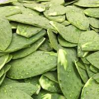 サボテン王国メキシコ、そして食す!