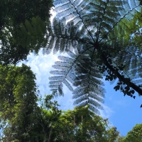 次の旅行ケアンズはいかがですか♪オーストラリア おすすめ観光
