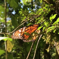 蝶の聖地 in Mexico