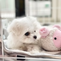 家族が増えました🐶