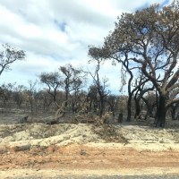 オーストラリア森林火災について