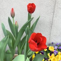 チューリップが咲きました