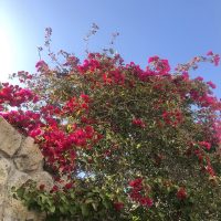 我が家のブーケンビリア