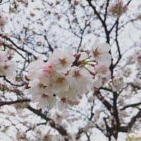 桜の季節