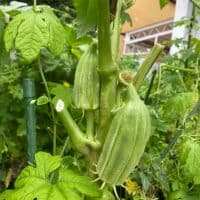 【夏の家庭菜園】太くてずんぐりしたオクラの正体は?