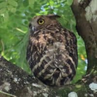 [シンガポール]バードウォッチングに夢中