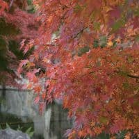 〈名古屋〉徳川園の紅葉🍁