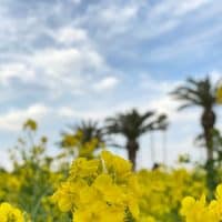 今見頃の『菜の花畑』へ行きました♪