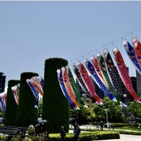 〈名古屋〉ノリタケの森　鯉のぼり🎏