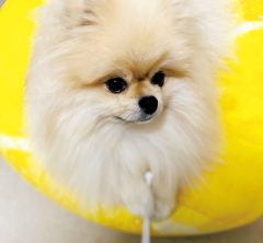 酵素に愛犬…中山忍さん（52）を支えてくれる「元気の素」とは？
