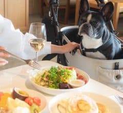 ペットと一緒に食事を楽しむ時間を【bills】でペットの同伴がいつでも可能に!