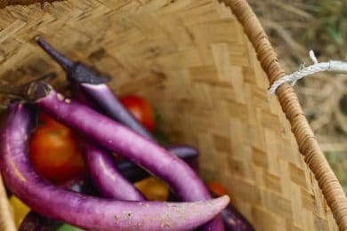 【湯布院のオーベルジュ】でシェフと収穫体験ができる。親子で本物の「食育」旅を