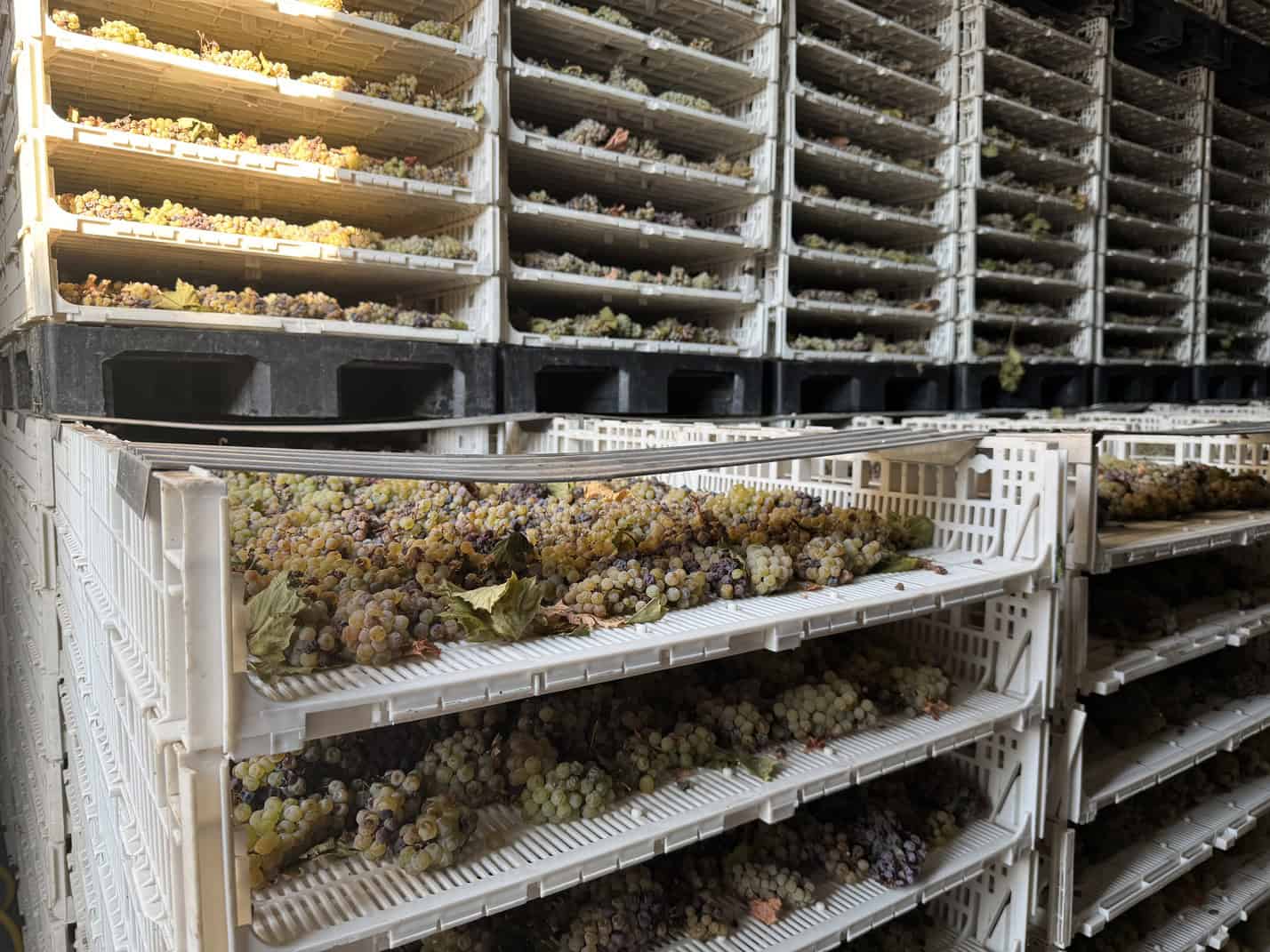 海の近くに保有している自社畑があり、手摘みされたブドウは選別されて不要な添加物を入れることなく、自然な発酵の過程を踏みます。