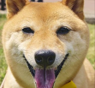 【豪華プレゼントつき】犬派読者がリアルに愛用する「わんこ小物」を大公開！癒しのお散歩スナップも♡