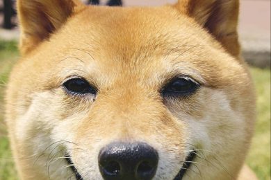 【豪華プレゼントつき】犬派読者がリアルに愛用する「わんこ小物」を大公開！癒しのお散歩スナップも♡