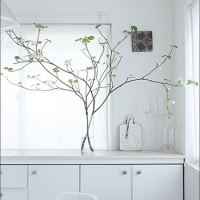 バサっと!<br />初夏を楽しませてくれる<br />大きな枝