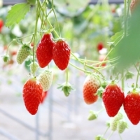 いちご狩りおススメスポット! ~千葉・袖ヶ浦 石橋農園~